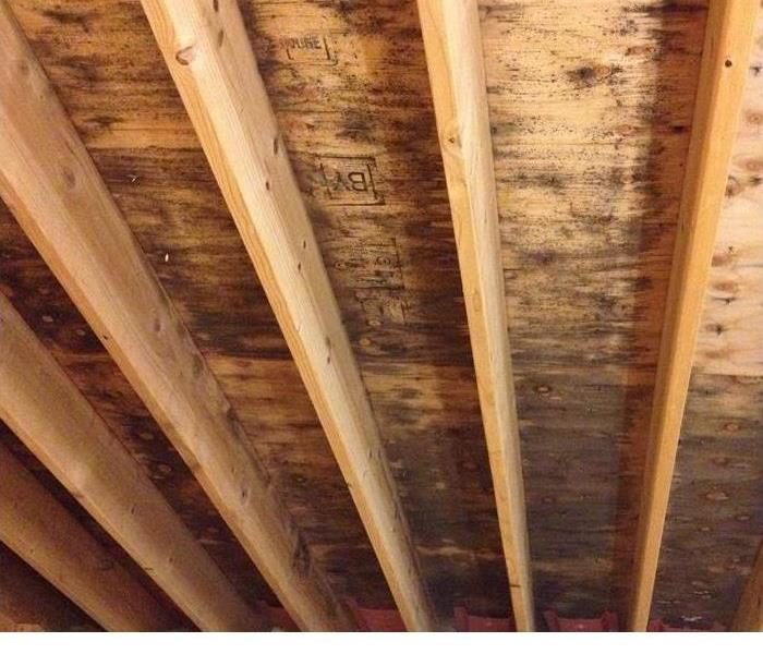 Mold growth on wood in basement.